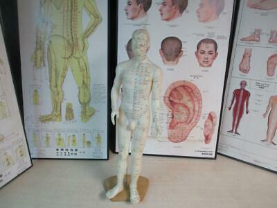 Professional Meridian Acupuncture Model 23" Male &  4 Professional Wall Charts