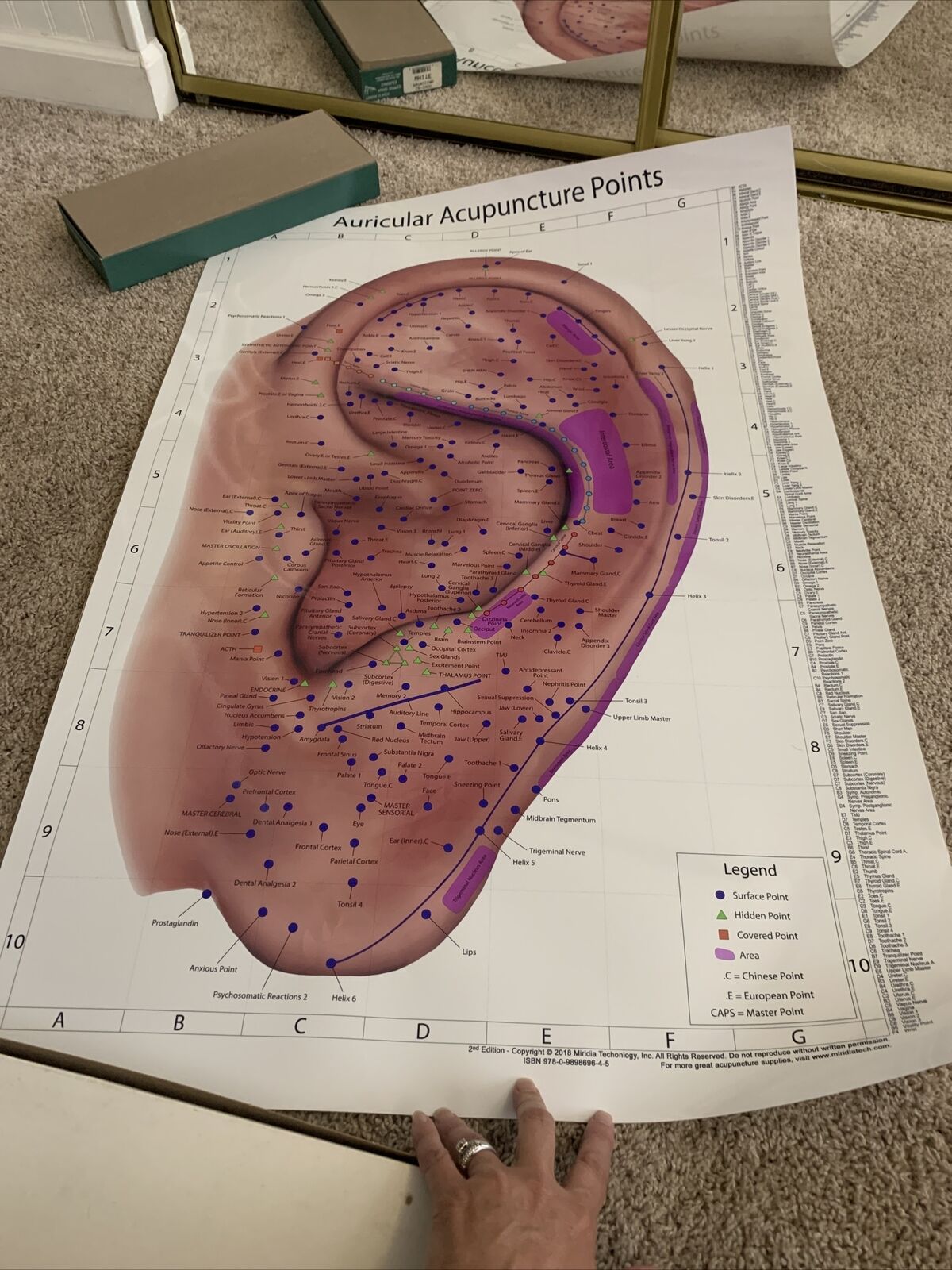 Auricular Ear Acupuncture Laminated Chart Large Doctor Office 24” X 36” New